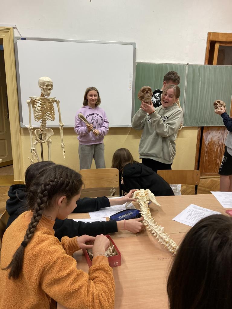 Uczniowie pracujący na zajęciach ze szkieletami zwierząt i człowieka