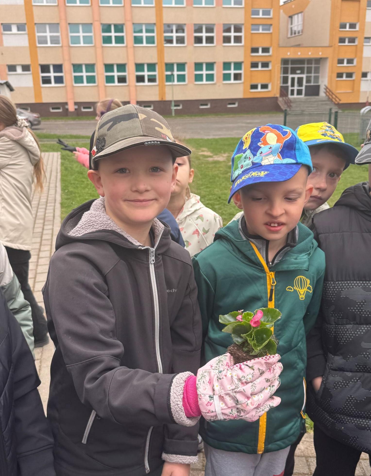 40 beginii40 begonii na 40. urodziny Czwórki