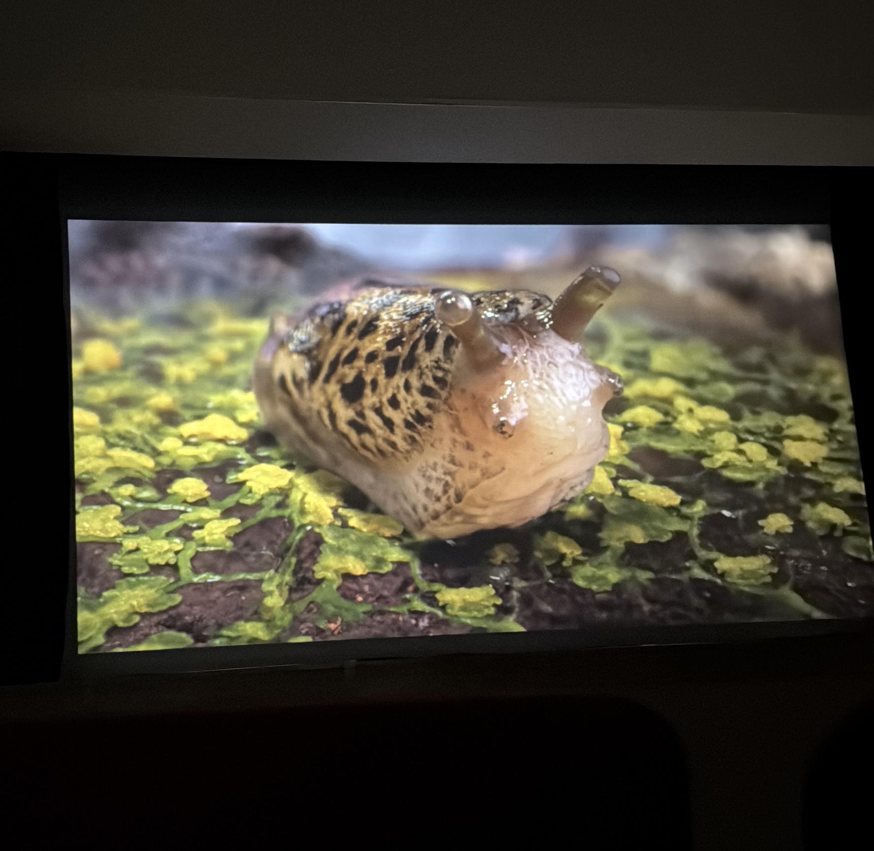 Kadr z filmu Dmuchawce